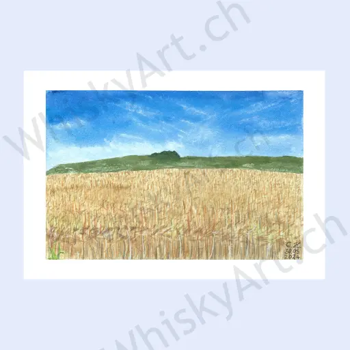 Golden barley fields near Bruichladdich Distillery under a blue sky.